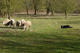 BORDER COLLIE - MOUTONS 049